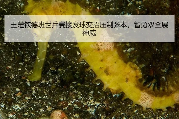 王楚钦德班世乒赛接发球变招压制张本，智勇双全展神威